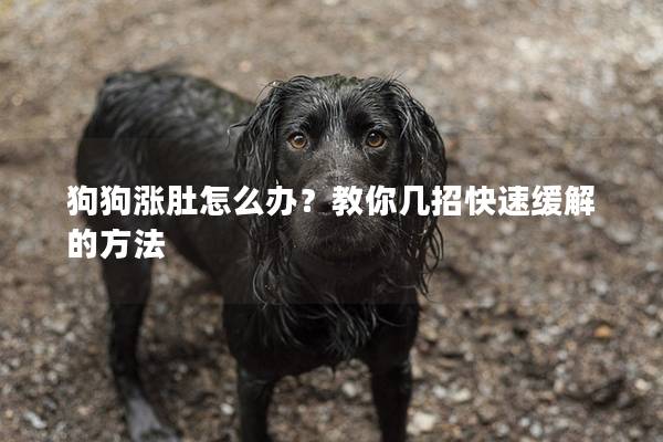 狗狗涨肚怎么办？教你几招快速缓解的方法