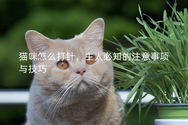 猫咪怎么打针，主人必知的注意事项与技巧