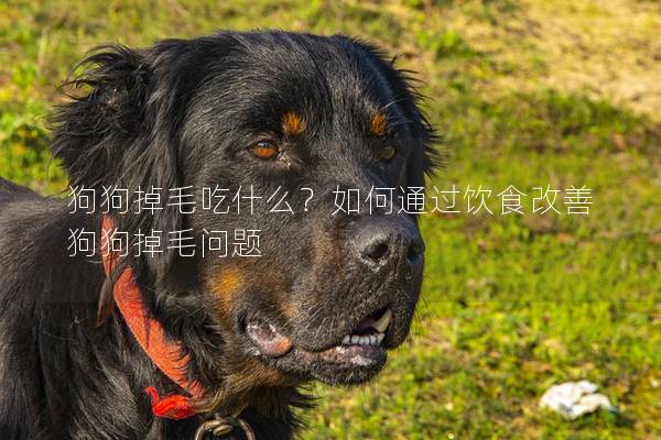 狗狗掉毛吃什么？如何通过饮食改善狗狗掉毛问题