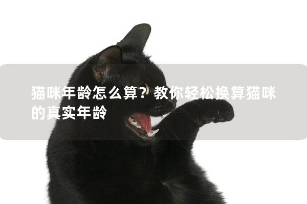 猫咪年龄怎么算？教你轻松换算猫咪的真实年龄
