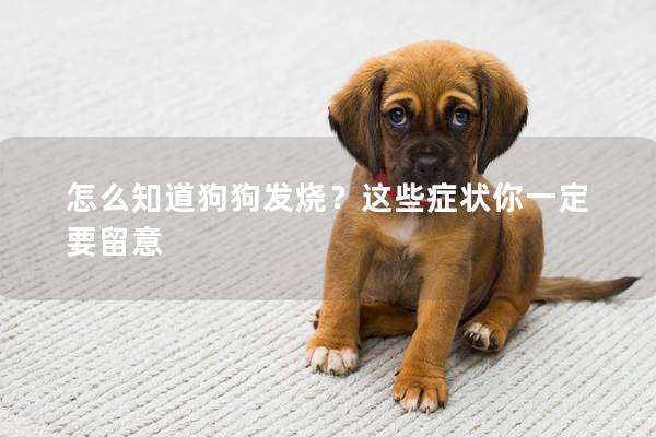 怎么知道狗狗发烧？这些症状你一定要留意