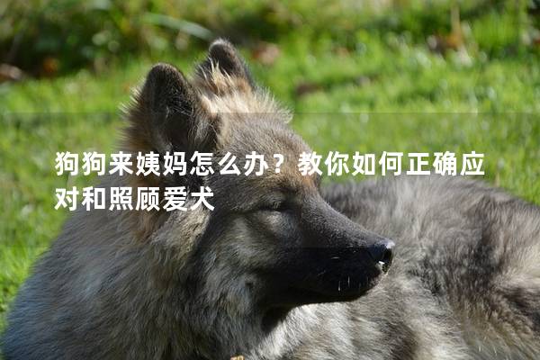 狗狗来姨妈怎么办？教你如何正确应对和照顾爱犬