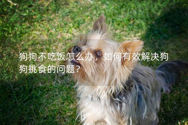 狗狗不吃饭怎么办，如何有效解决狗狗挑食的问题？