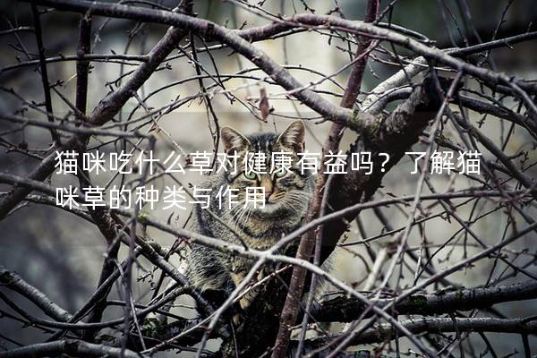 猫咪吃什么草对健康有益吗？了解猫咪草的种类与作用