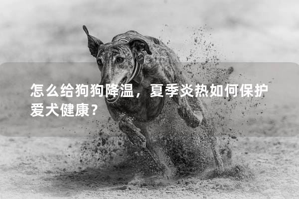 怎么给狗狗降温，夏季炎热如何保护爱犬健康？