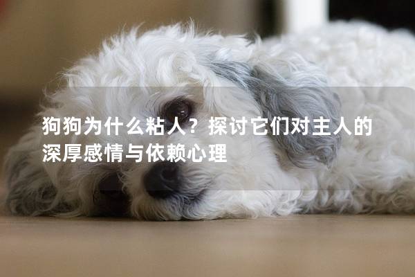 狗狗为什么粘人？探讨它们对主人的深厚感情与依赖心理
