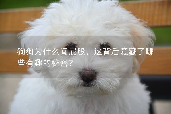 狗狗为什么闻屁股，这背后隐藏了哪些有趣的秘密？