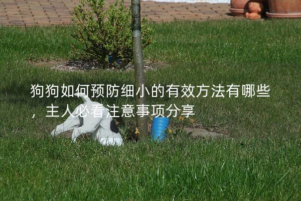 狗狗如何预防细小的有效方法有哪些，主人必看注意事项分享