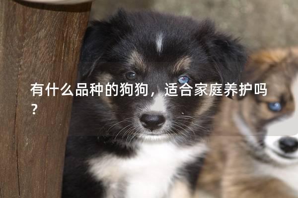 有什么品种的狗狗，适合家庭养护吗？