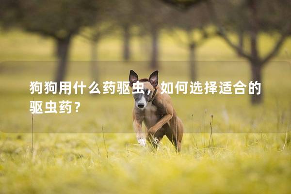 狗狗用什么药驱虫，如何选择适合的驱虫药？