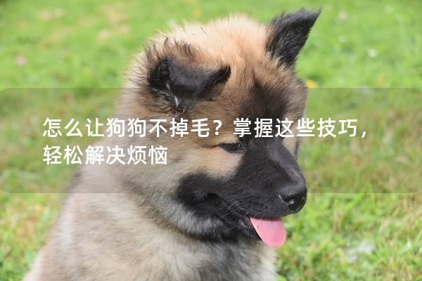怎么让狗狗不掉毛？掌握这些技巧，轻松解决烦恼