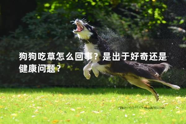 狗狗吃草怎么回事？是出于好奇还是健康问题？