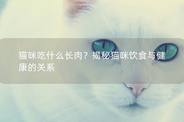 猫咪吃什么长肉？揭秘猫咪饮食与健康的关系