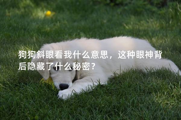 狗狗斜眼看我什么意思，这种眼神背后隐藏了什么秘密？