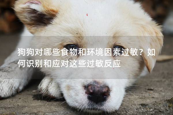 狗狗对哪些食物和环境因素过敏？如何识别和应对这些过敏反应