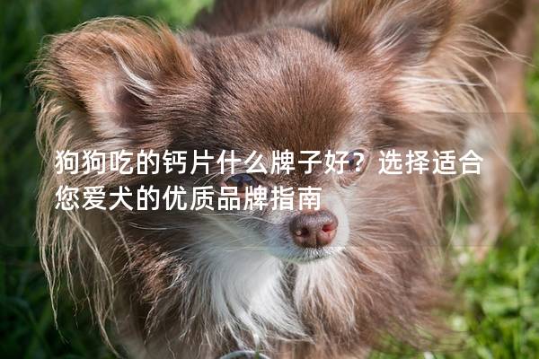 狗狗吃的钙片什么牌子好？选择适合您爱犬的优质品牌指南