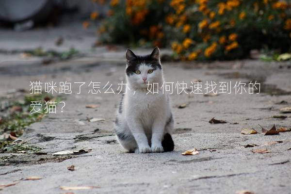 猫咪跑了怎么办，如何快速找到你的爱猫？