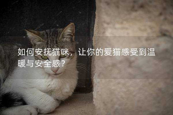 如何安抚猫咪，让你的爱猫感受到温暖与安全感？