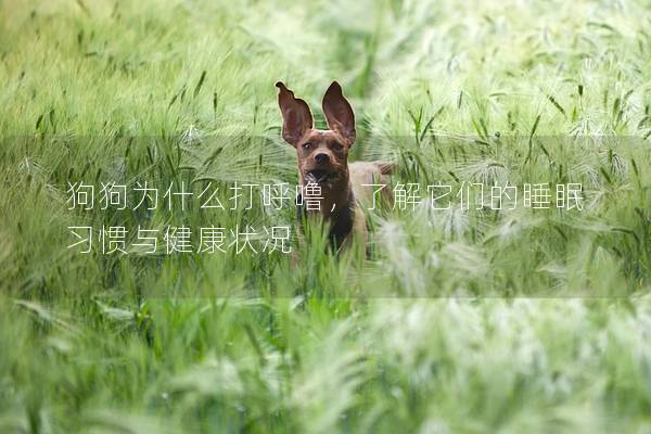 狗狗为什么打呼噜，了解它们的睡眠习惯与健康状况