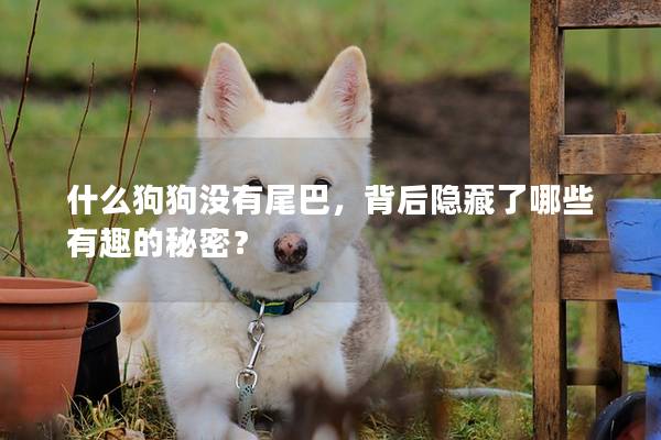 什么狗狗没有尾巴，背后隐藏了哪些有趣的秘密？