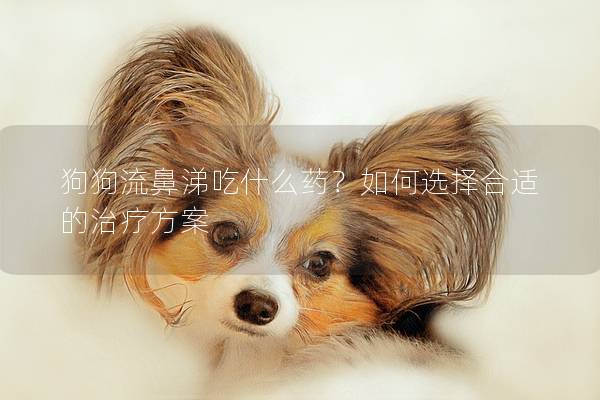 狗狗流鼻涕吃什么药？如何选择合适的治疗方案