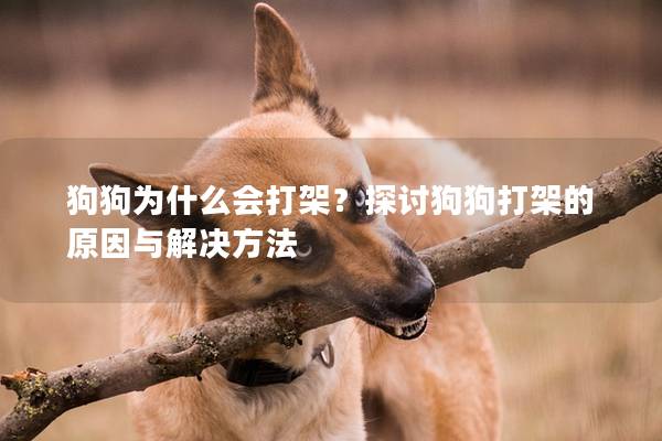 狗狗为什么会打架?探讨狗狗打架的原因与解决方法 狗狗为什么会打架?探讨狗狗打架的原因与解决方法