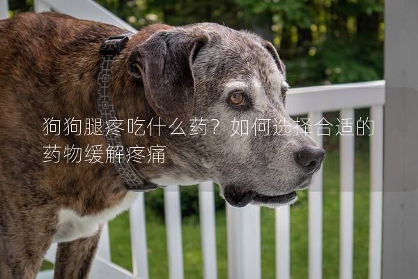 狗狗腿疼吃什么药？如何选择合适的药物缓解疼痛