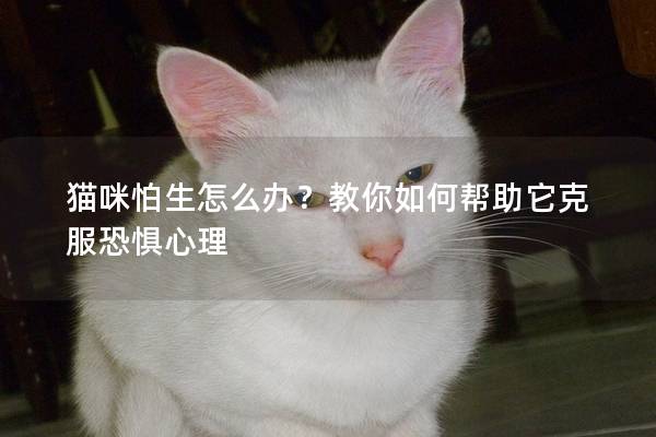 猫咪怕生怎么办？教你如何帮助它克服恐惧心理