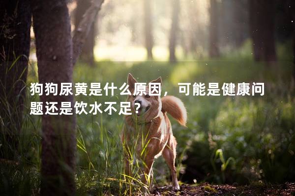 狗狗尿黄是什么原因，可能是健康问题还是饮水不足？