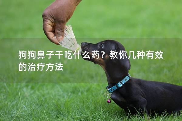 狗狗鼻子干吃什么药？教你几种有效的治疗方法