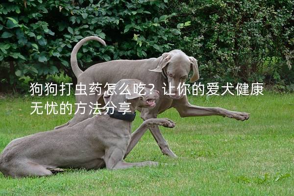 狗狗打虫药怎么吃？让你的爱犬健康无忧的方法分享