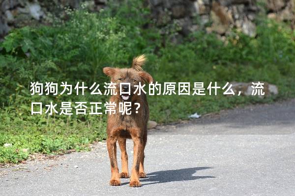 狗狗为什么流口水的原因是什么，流口水是否正常呢？