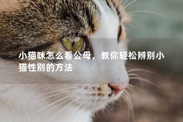 小猫咪怎么看公母，教你轻松辨别小猫性别的方法