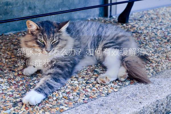 猫咪哮喘怎么办？如何有效缓解猫咪哮喘症状？