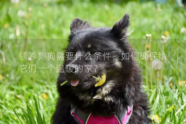 领养狗狗需要什么条件，如何确保给它们一个温暖的家？