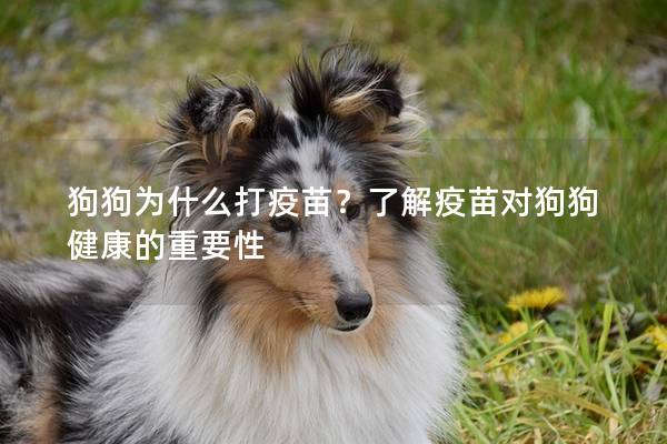 狗狗为什么打疫苗？了解疫苗对狗狗健康的重要性