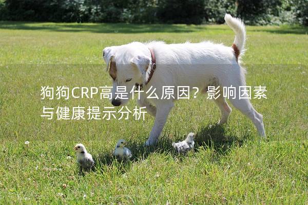 狗狗CRP高是什么原因?影响因素与健康提示分析 狗狗CRP高是什么原因?影响因素与健康提示分析
