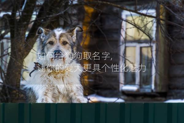 如何给狗狗取名字, 让你的爱犬更具个性化魅力 如何给狗狗取名字, 让你的爱犬更具个性化魅力