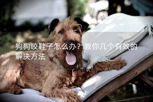 狗狗咬鞋子怎么办？教你几个有效的解决方法