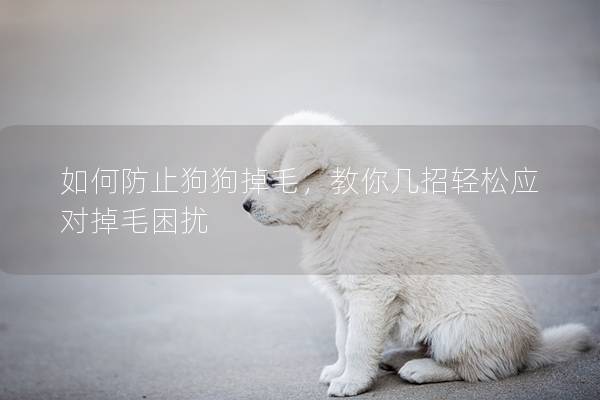 如何防止狗狗掉毛，教你几招轻松应对掉毛困扰