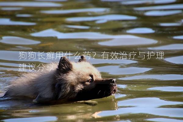 狗狗长癣用什么药？有效治疗与护理建议分享