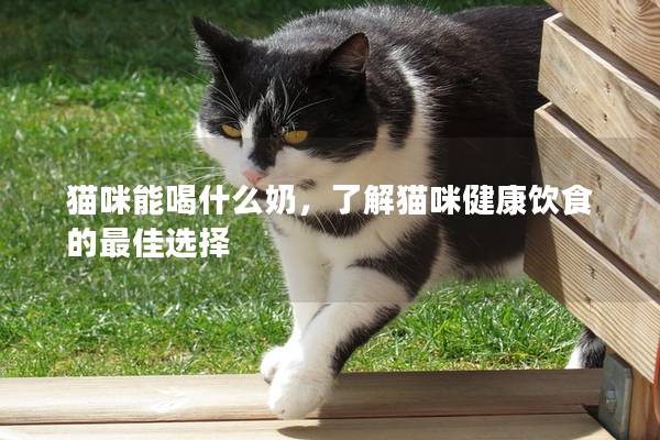 猫咪能喝什么奶，了解猫咪健康饮食的最佳选择