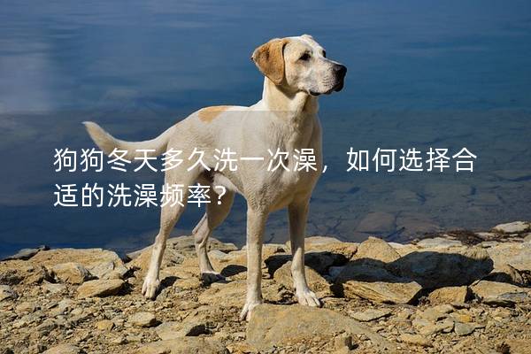 狗狗冬天多久洗一次澡，如何选择合适的洗澡频率？