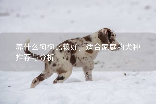 养什么狗狗比较好，适合家庭的犬种推荐与分析