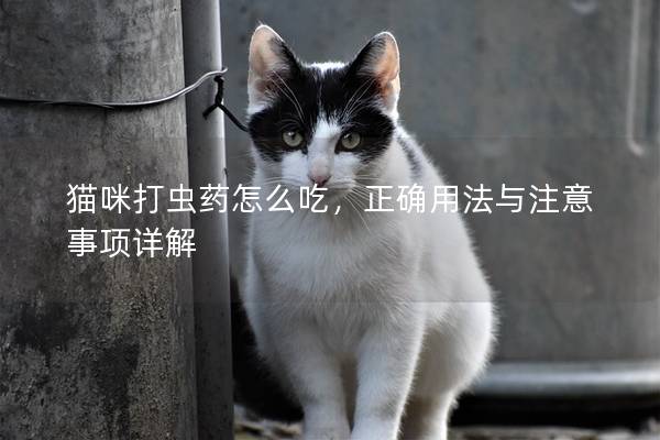 猫咪打虫药怎么吃，正确用法与注意事项详解