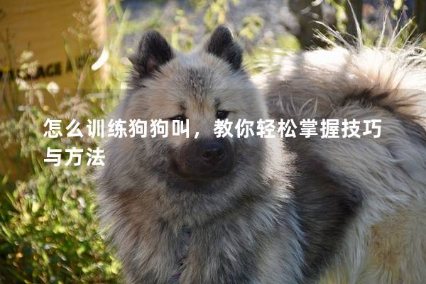 怎么训练狗狗叫,教你轻松掌握技巧与方法 怎么训练狗狗叫,教你轻松掌握技巧与方法