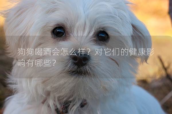 狗狗喝酒会怎么样？对它们的健康影响有哪些？