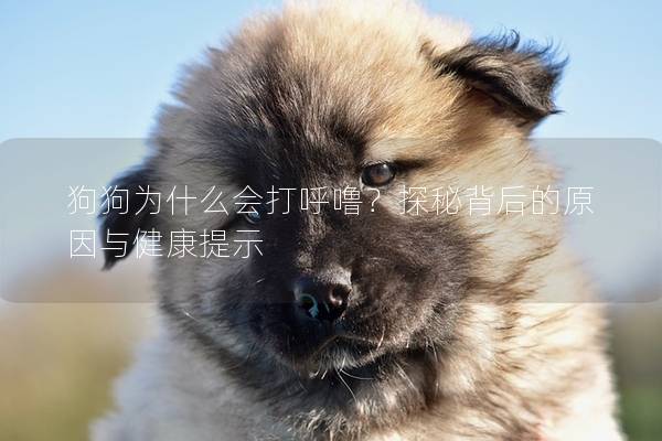 狗狗为什么会打呼噜？探秘背后的原因与健康提示
