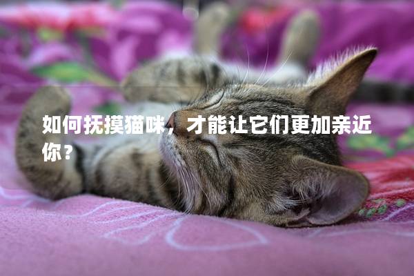 如何抚摸猫咪，才能让它们更加亲近你？