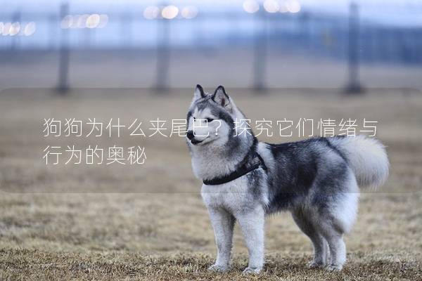 狗狗为什么夹尾巴？探究它们情绪与行为的奥秘